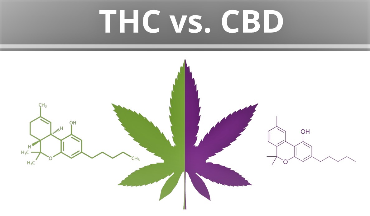 CBD-and-THC-at-the-same-time