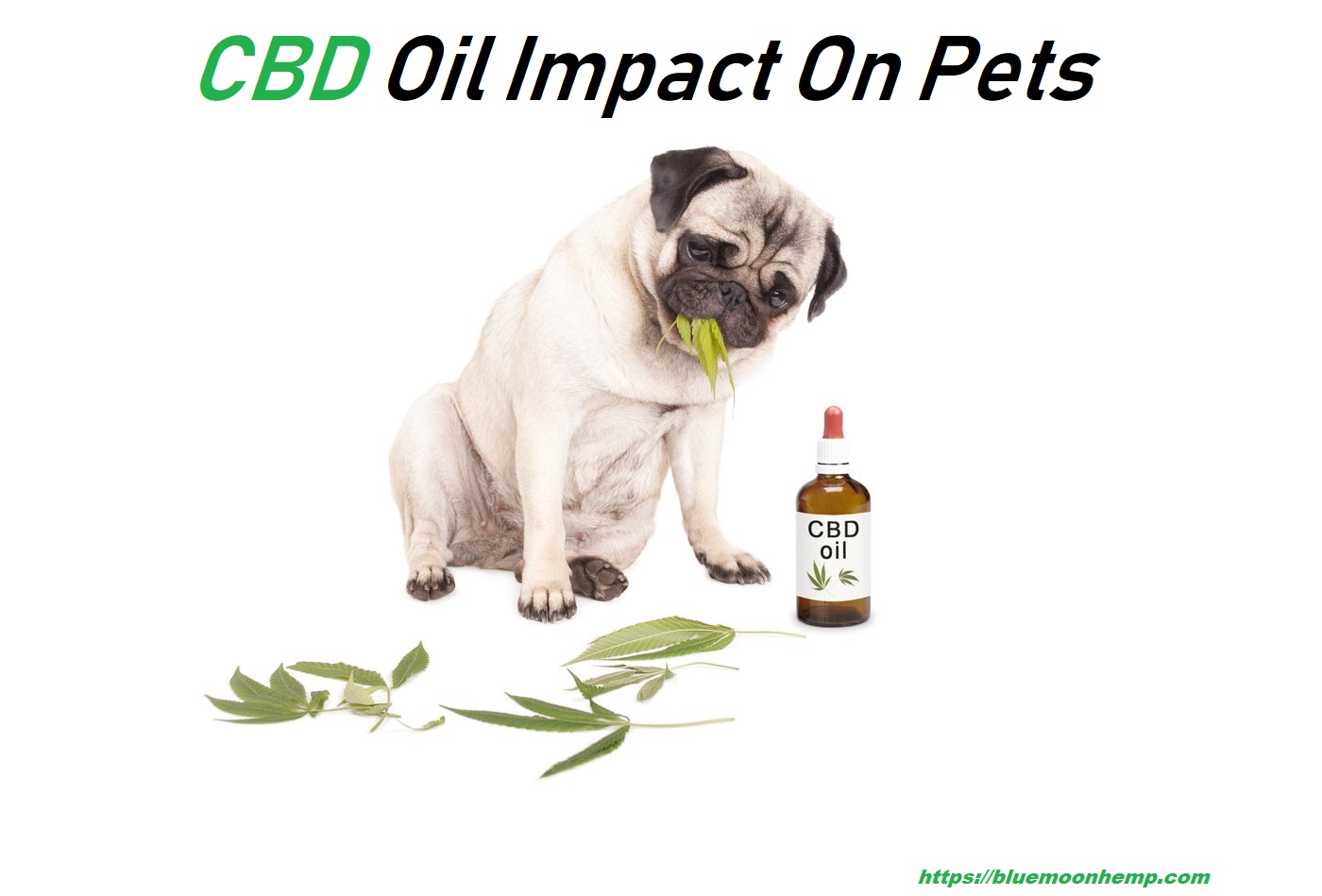 CBD oil and Pets