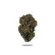 Cheetah Piss Gram