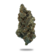 Dev Miss bud